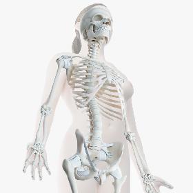3D Female Skin Skeleton Rigged model